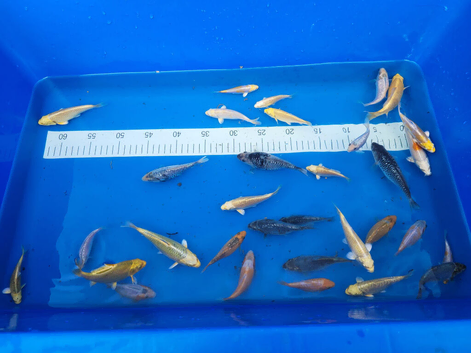 KOI MIXED