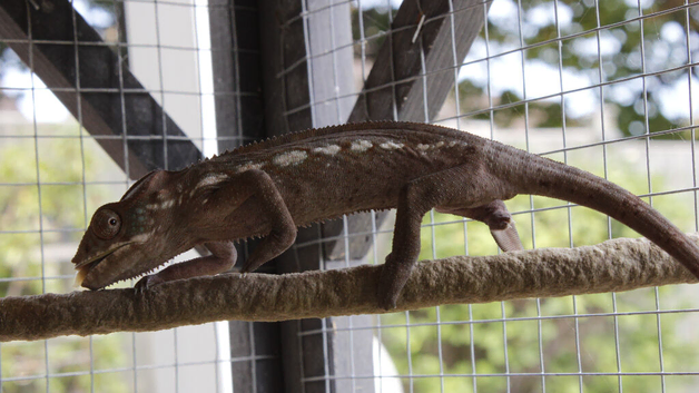Panther Chameleons