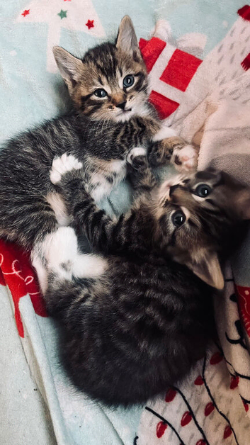 Very sweet kittens