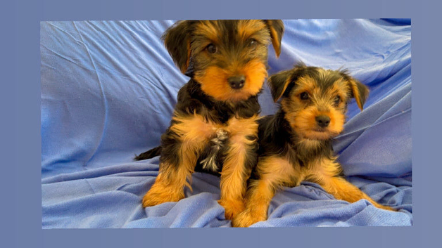 Two little boys