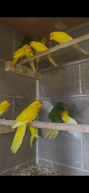 Baby young kakarikis
