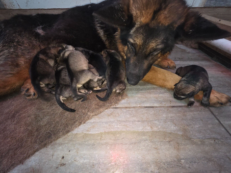 GERMAN SHEAPARD X ALASKAN MALAMUTE
