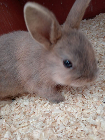 beautiful Female baby bunny approx 10 weeks old