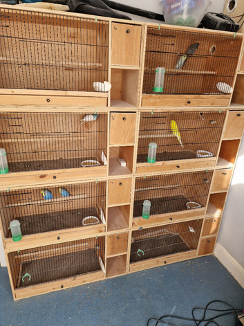 Budgie breeding cages breeding pairs also available