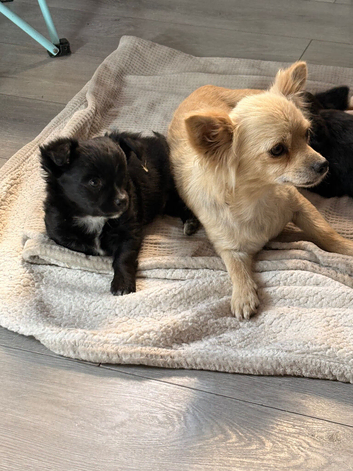 LAST BOY. Long haired chihuahua pups