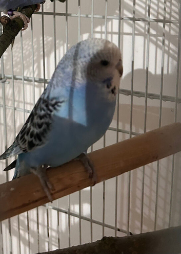Budgies for sale &pound;10 each