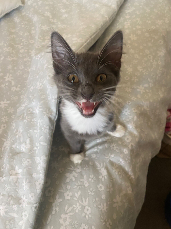 Kitten needing her forever home