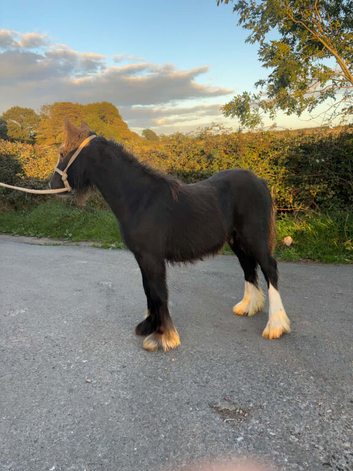 Black cob filly