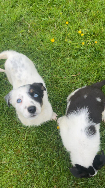 Sheepdog puppies