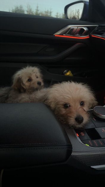 READY TO LEAVE NOW IN STRATHAVEN - Pomeranian x Cavachon Puppies