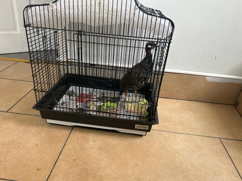 2x Black Francolin Birds one male and one female