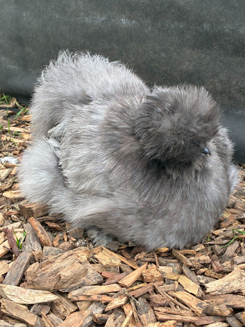 Large Fowl Blue Bearded Silkie hatching eggs