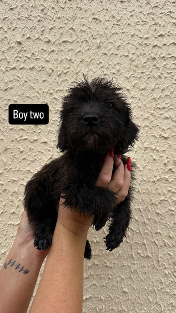 Jackapoo puppies ready to leave
