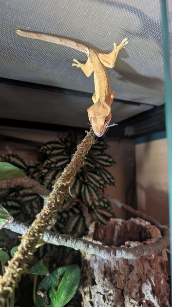 Crested Gecko, no inclosure.