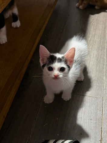 Kittens