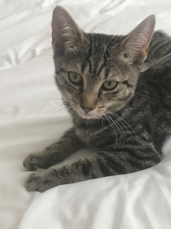Silver tabby kitten