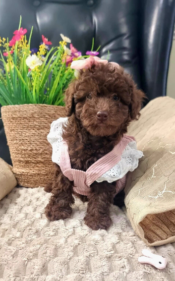 Adorable Miniature female poodle puppie