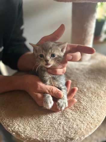 Sphinx mix kittens looking for a new home