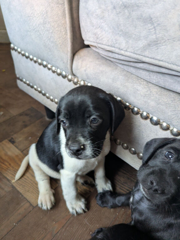 Cockapoo x labradoodle puppies