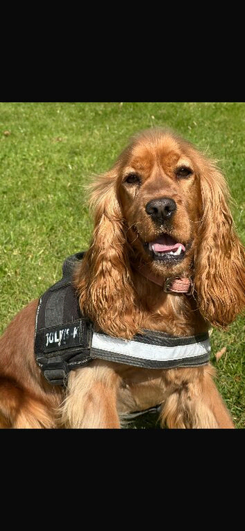 Show Type Spaniel