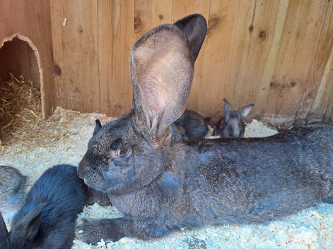 10kg, brc,Show quality kits. MASSIVE!!