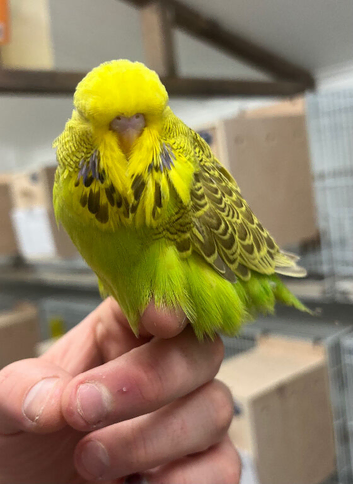 Budgies available