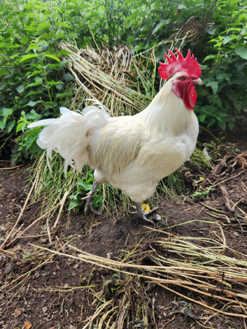 Poulet De Bresse  - dual purpose chickens