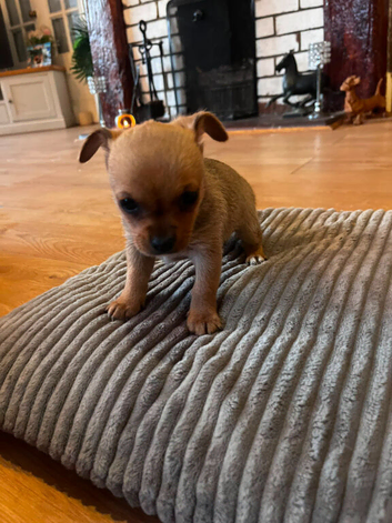 Two small, beautiful chihuahua puppies