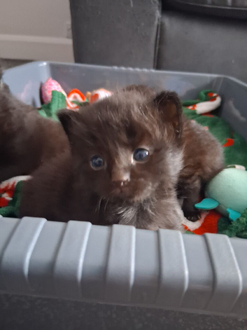 Forever home for 4 adorable kittens