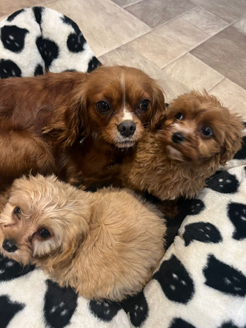 1 Cavapoo puppy fully vaccinated