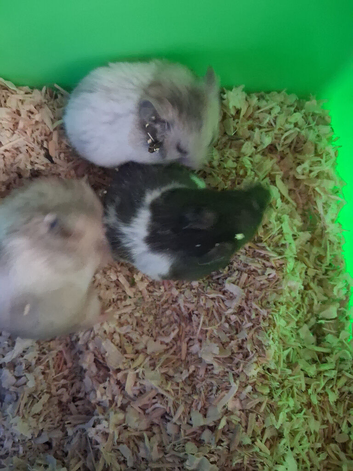 Baby hamsters