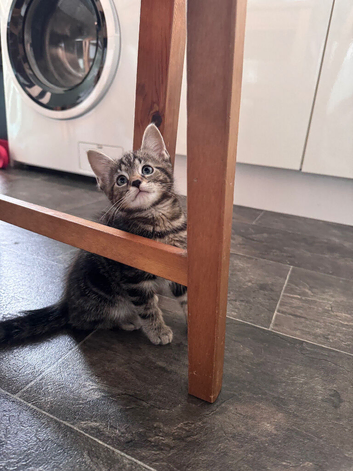 Kittens