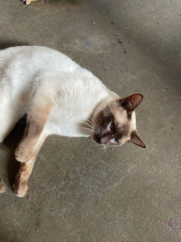 male Siamese cat