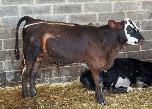 4-5month weaned calves