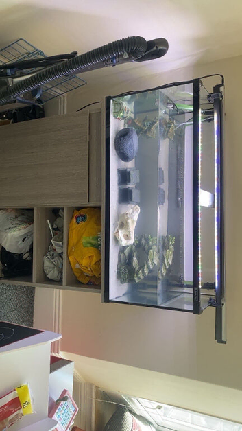 Turtle with full setup including stand.