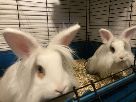 2 girls around 6 month blue eyes