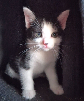 Kitten for sale &pound;80. Each