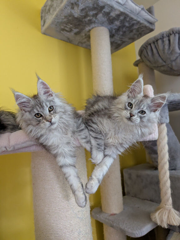 TICA Registered Maine Coon Kitten