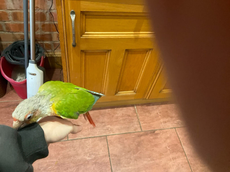 Conure bird