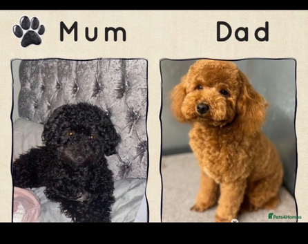 Beautiful Poochon Puppies - 1 boy & 2 girls available
