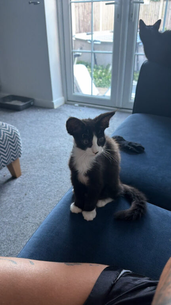 1 boy tuxedo kitren