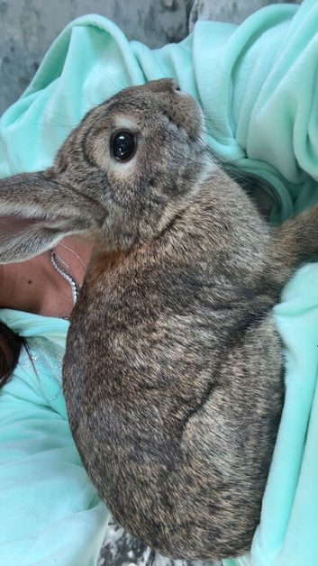 10 month old rabbit for sale