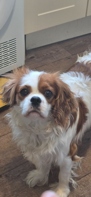 3 years old called dottie