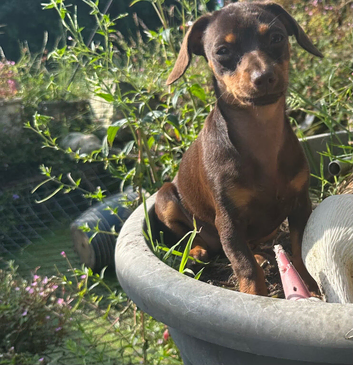 6 month old female cheweenie