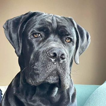 Stud available