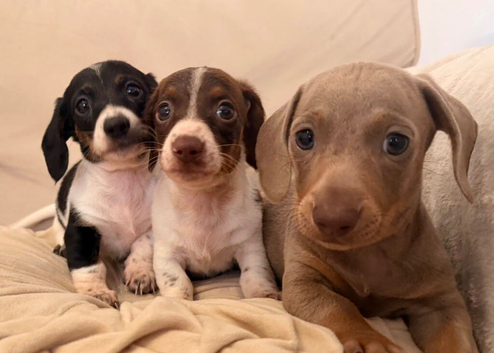 Dachshund 2boys 1girl