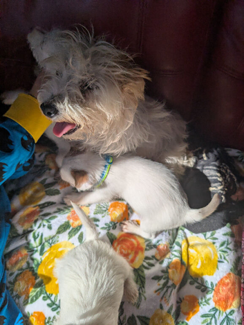 Terrier