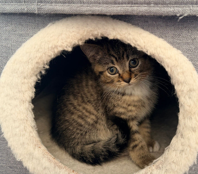1 half Persian boy kittens, ready now