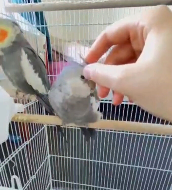 Silly tame, cuddly cockatiels