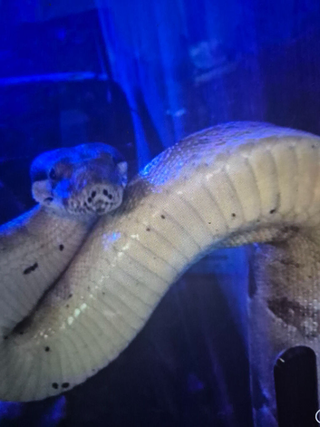Boa with large setup